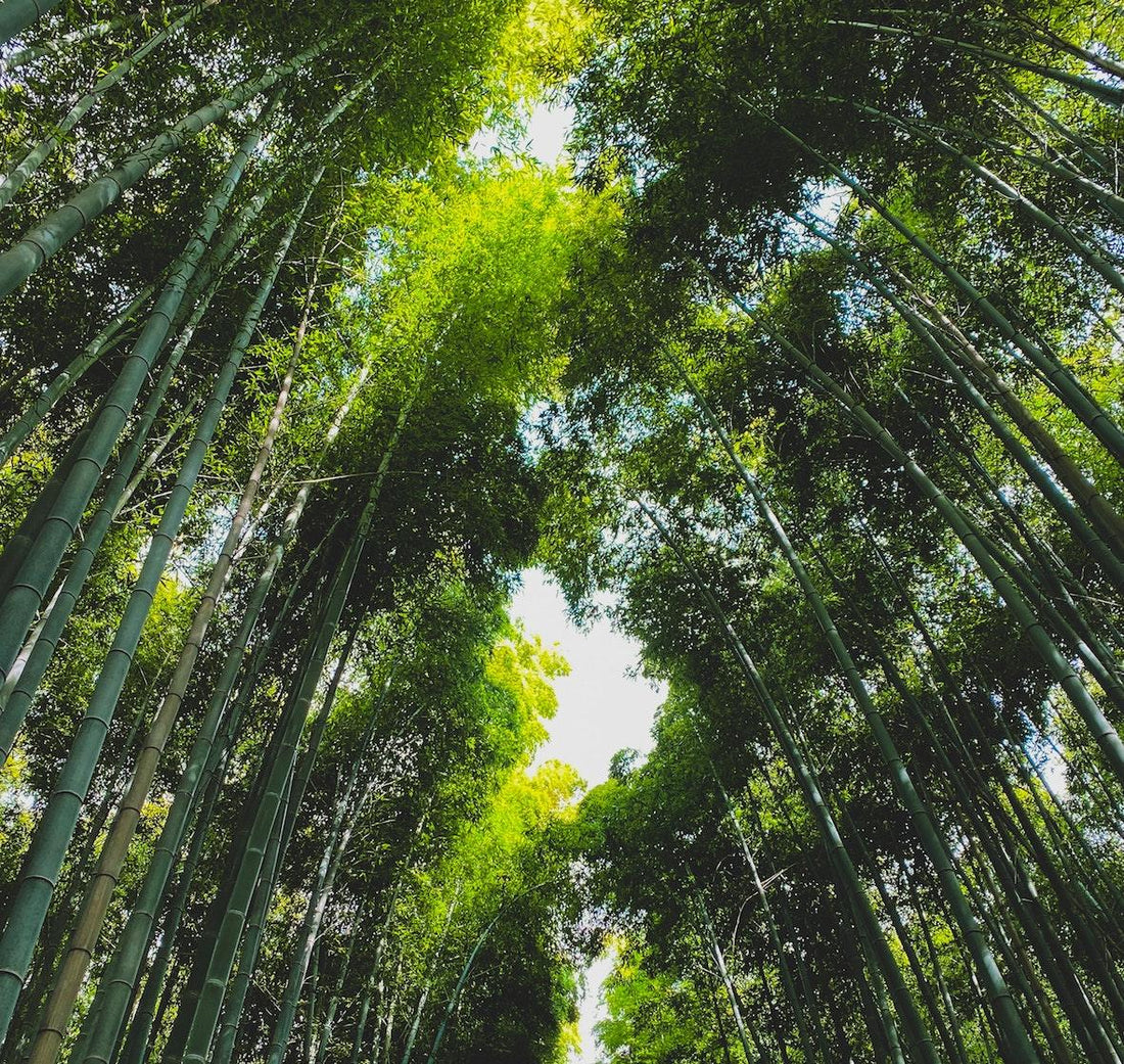 Cop26, 100 nations pledge to stop deforestation by 2030