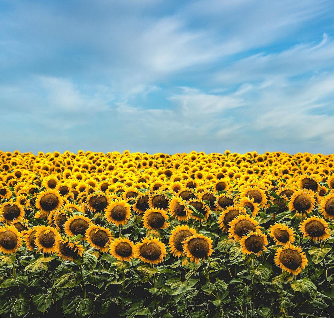 Organic agriculture can feed the entire European population