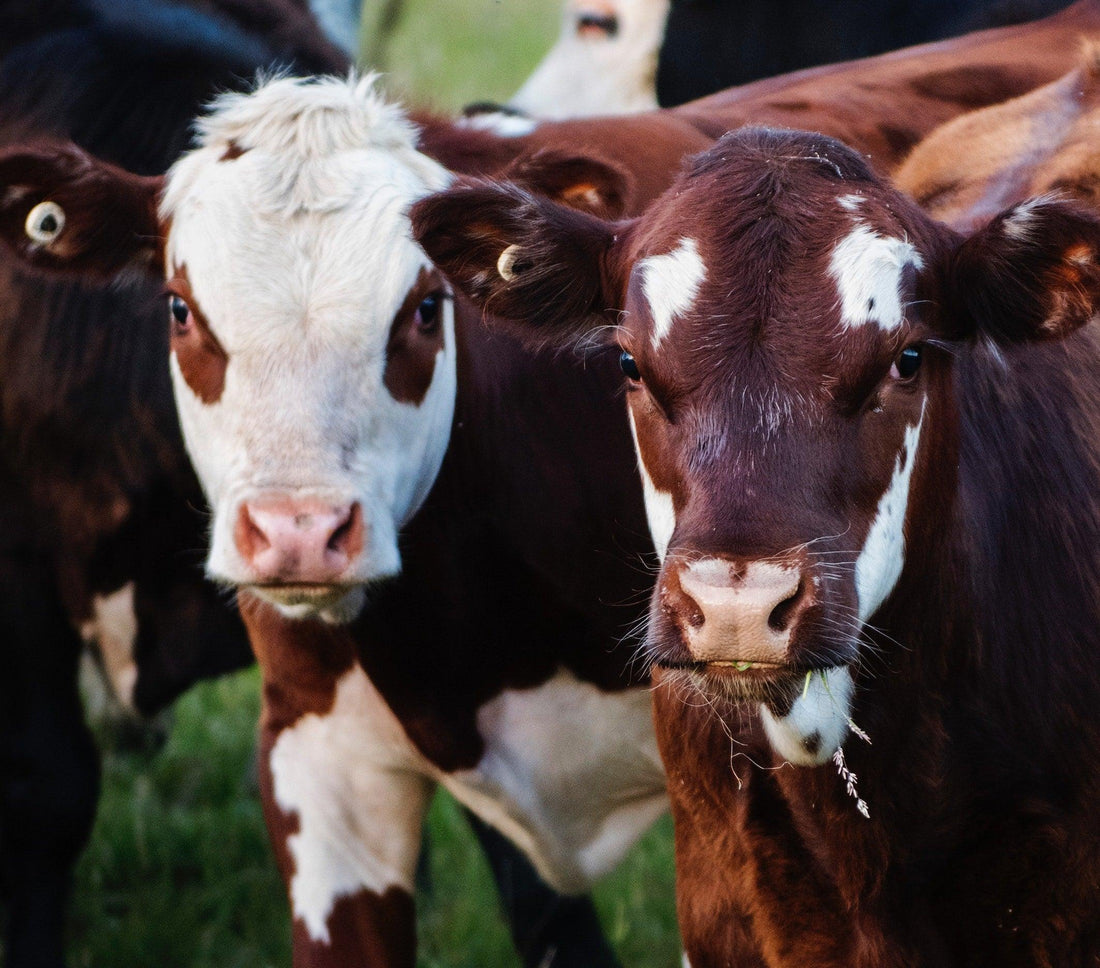 Low Methane Emissions Diet for Cows?