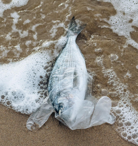 UN Ocean Conference, Lisbon, Portugal, June 27 - July 1