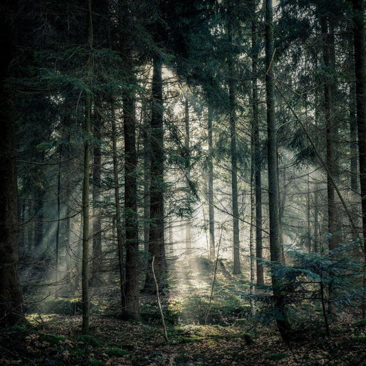 National Tree Day in Italy - Earth Thanks