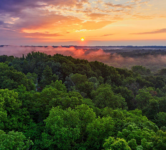 Amazon rainforest day