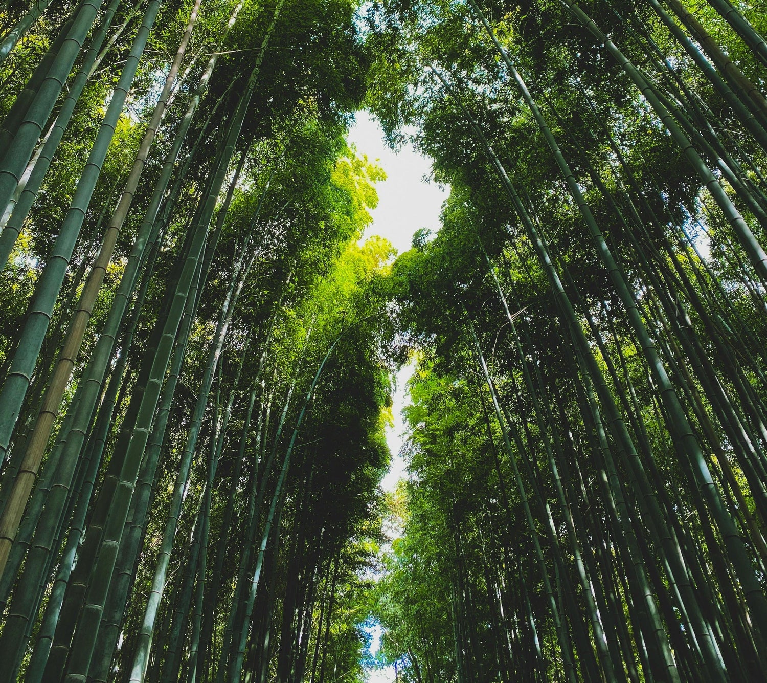 Why Bamboo is the Hero of Sustainability 🌱