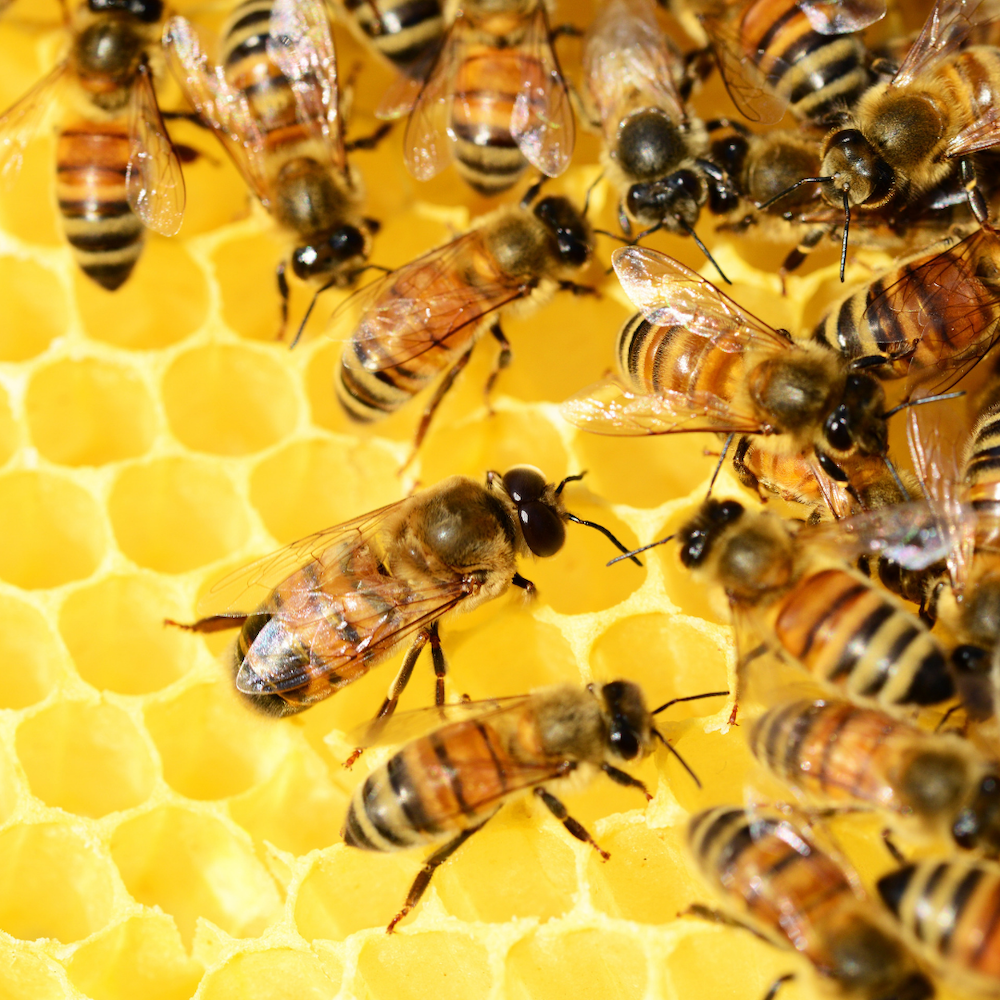 World Bees Day 2025: Celebrate Nature’s Tiny Heroes