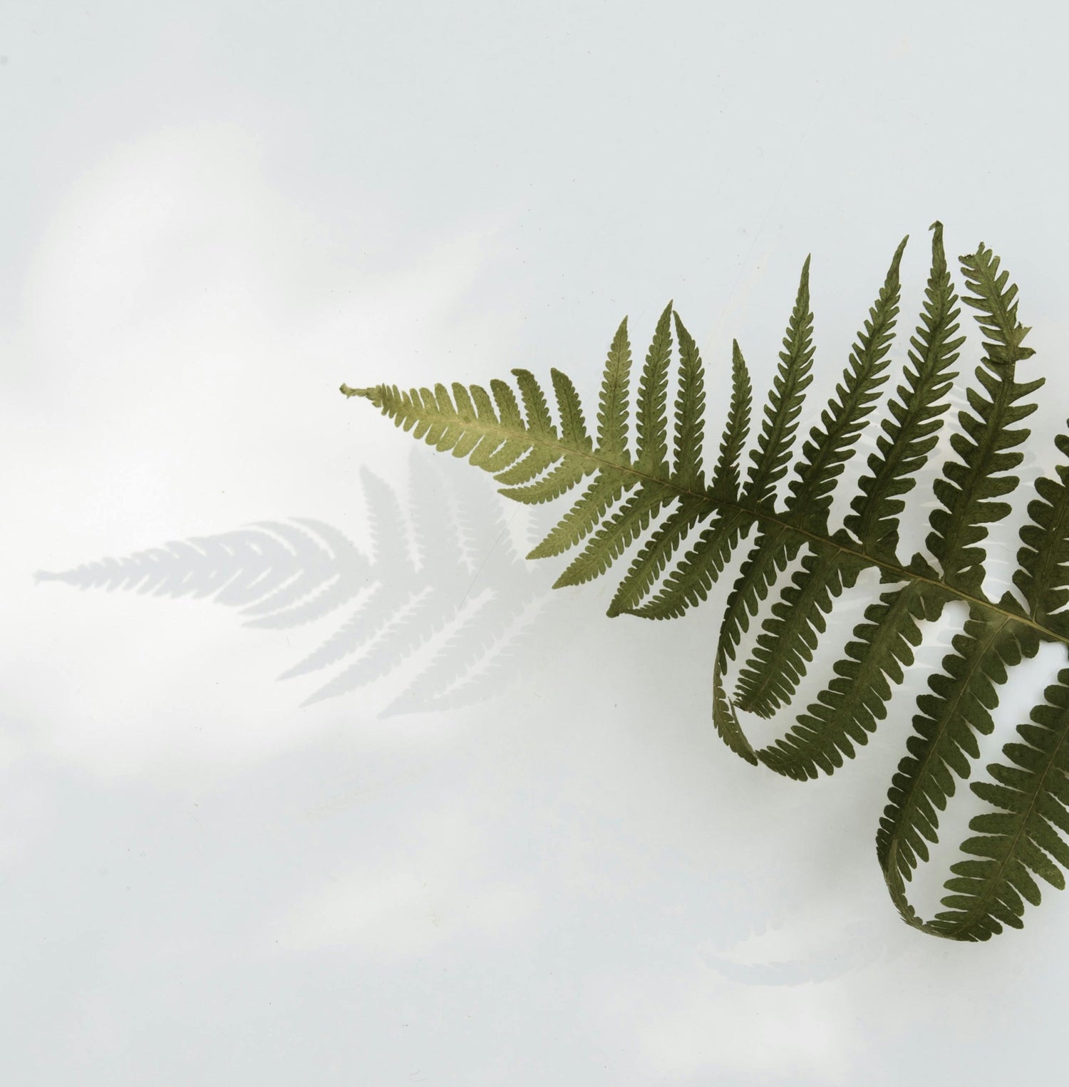 The Environmental Benefits of Minimalism: A Guide to Sustainable Living