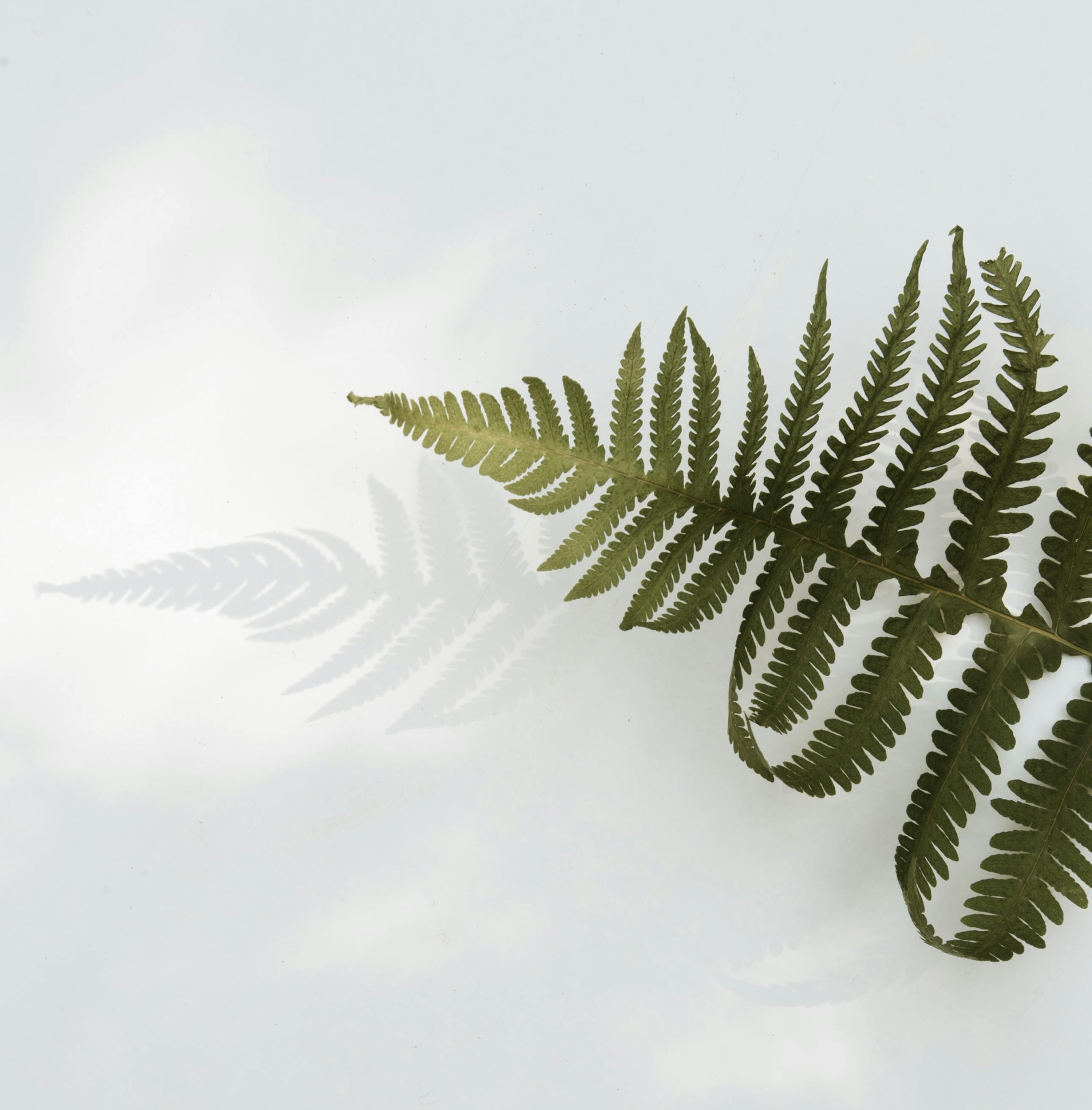 The Environmental Benefits of Minimalism: A Guide to Sustainable Living