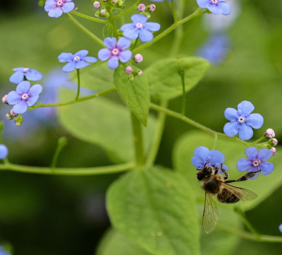 International Day for Biodiversity 2025: Harmony with Nature and Sustainable Development