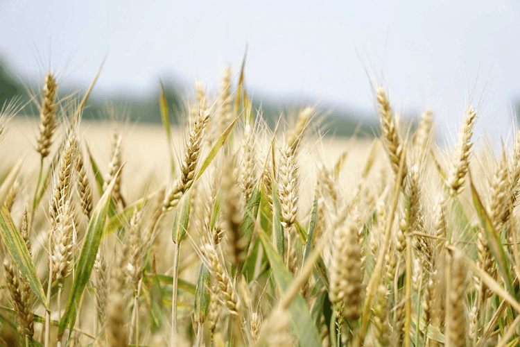 Wheat Straw & Food Waste Bioplastic - Earth Thanks - natural, vegan, eco-friendly, organic, sustainable