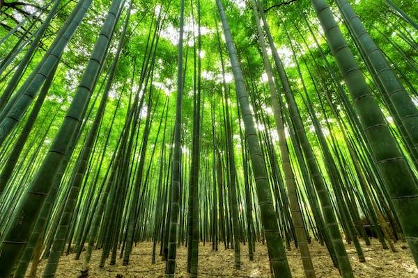 Bamboo - Earth Thanks - natural, vegan, eco-friendly, organic, sustainable