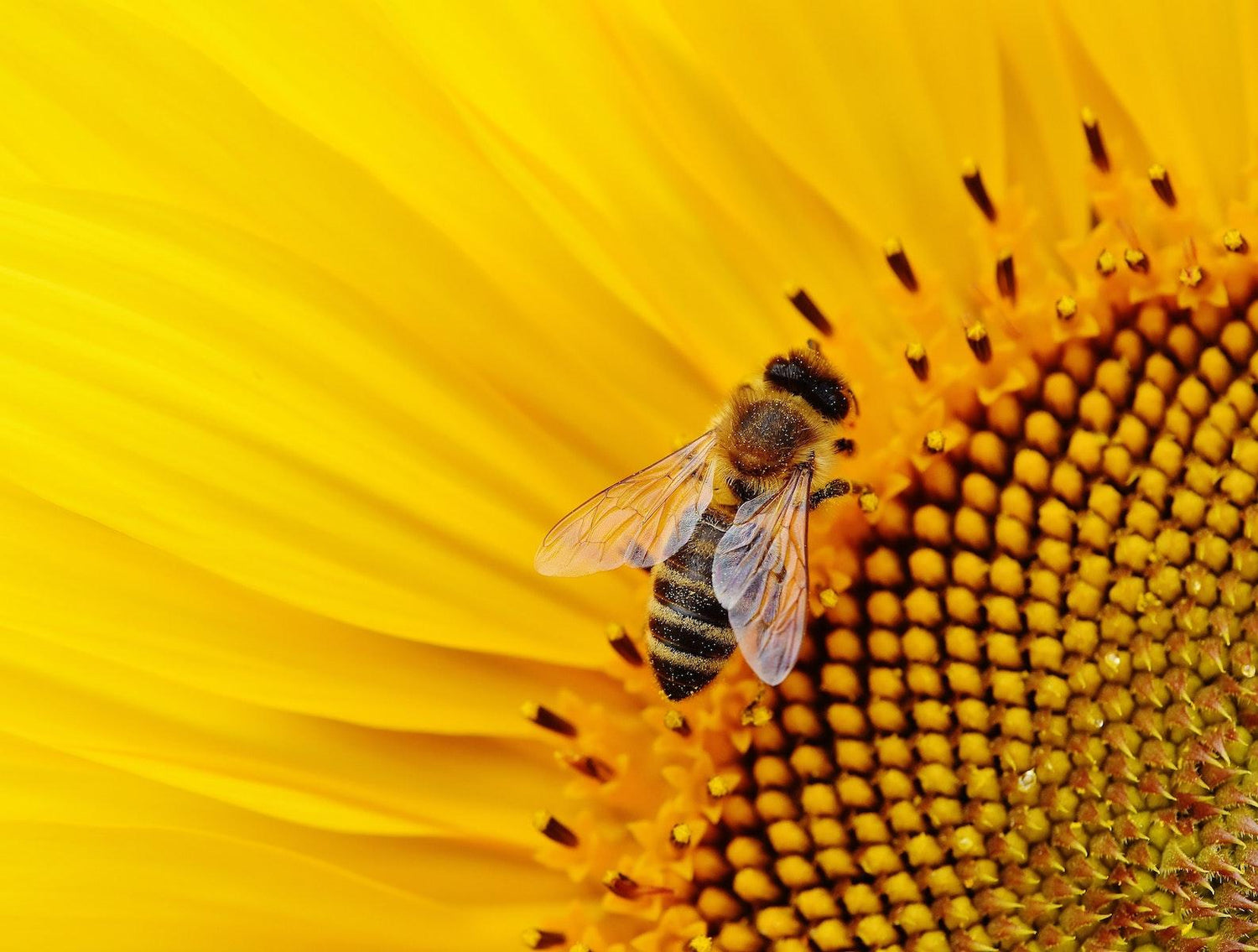 Bee Active! - Earth Thanks - natural, vegan, eco-friendly, organic, sustainable