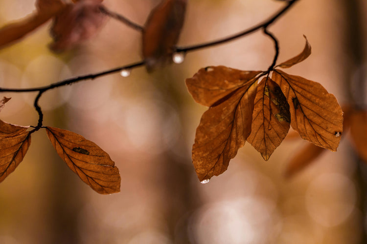 Color: Brown