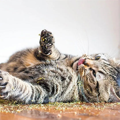 Organic Menthol Catnip For Cats