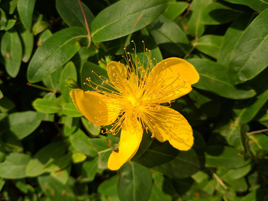 Organic St. Johns Wort - High Quality Hypericum Perforatum