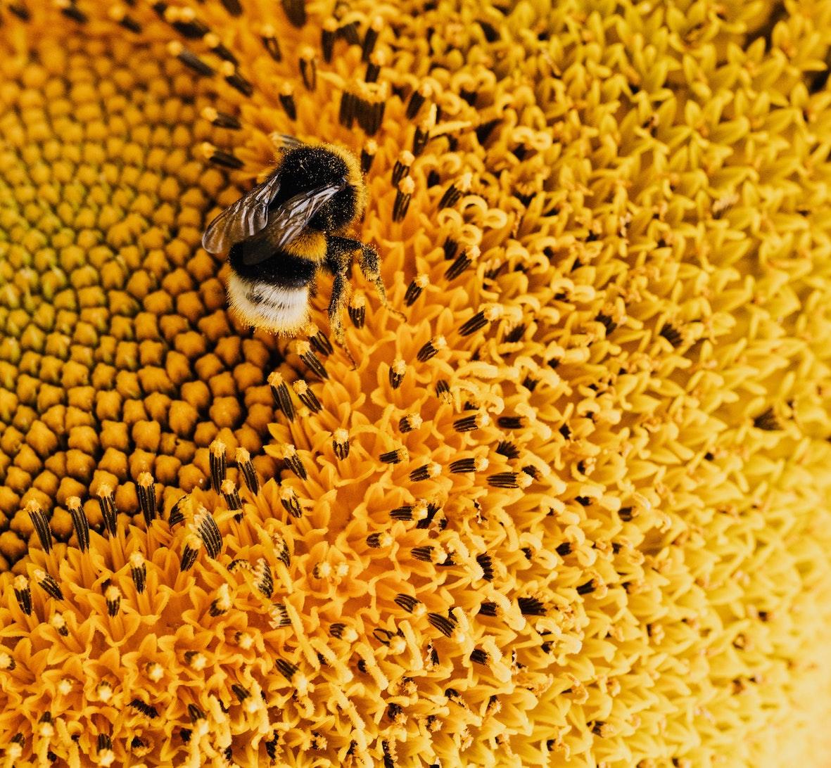 Eco-Friendly Home Beekeeping Kit - The BeeHotel Pollination Biodiversity Hive