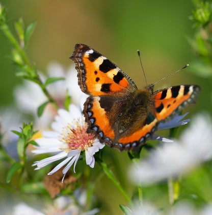 Eco-Friendly Home Beekeeping Kit - The BeeHotel Pollination Biodiversity Hive