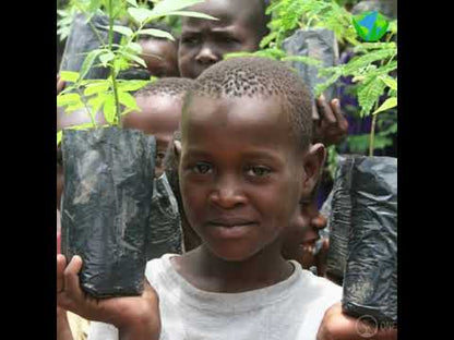 Tree to be Planted - Plant a Tree with One Tree Planted