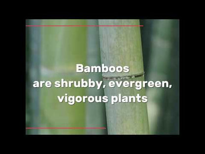 Bamboo Kids Toothbrushes - Eco-Friendly, Biodegradable Pack of 50