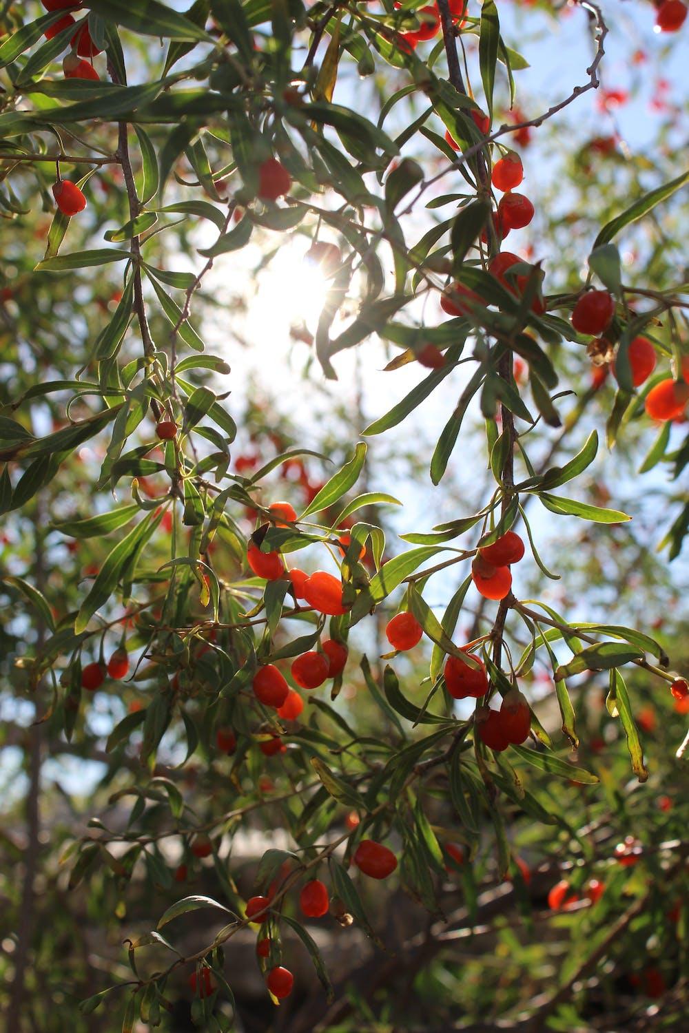 Organic Goji Berries - The Ultimate Superfood Snack - Earth Thanks - Organic Goji Berries - The Ultimate Superfood Snack - natural, vegan, eco-friendly, organic, sustainable, antioxidants, cereals, cooking, diy, do it yourself, food, fruit, goji berries, granolas, ingredient, ingredients, natural properties, nutrients, organic, super food, superfood snack, sustainable, sustainably-grown, wellness