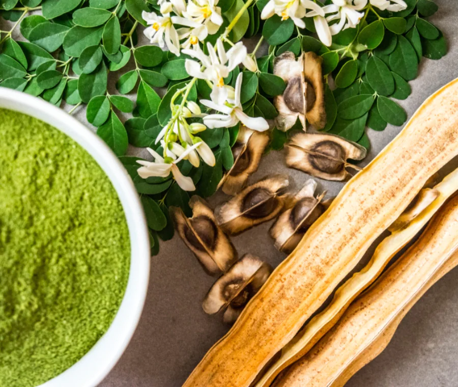 Polvere di foglie di moringa organica